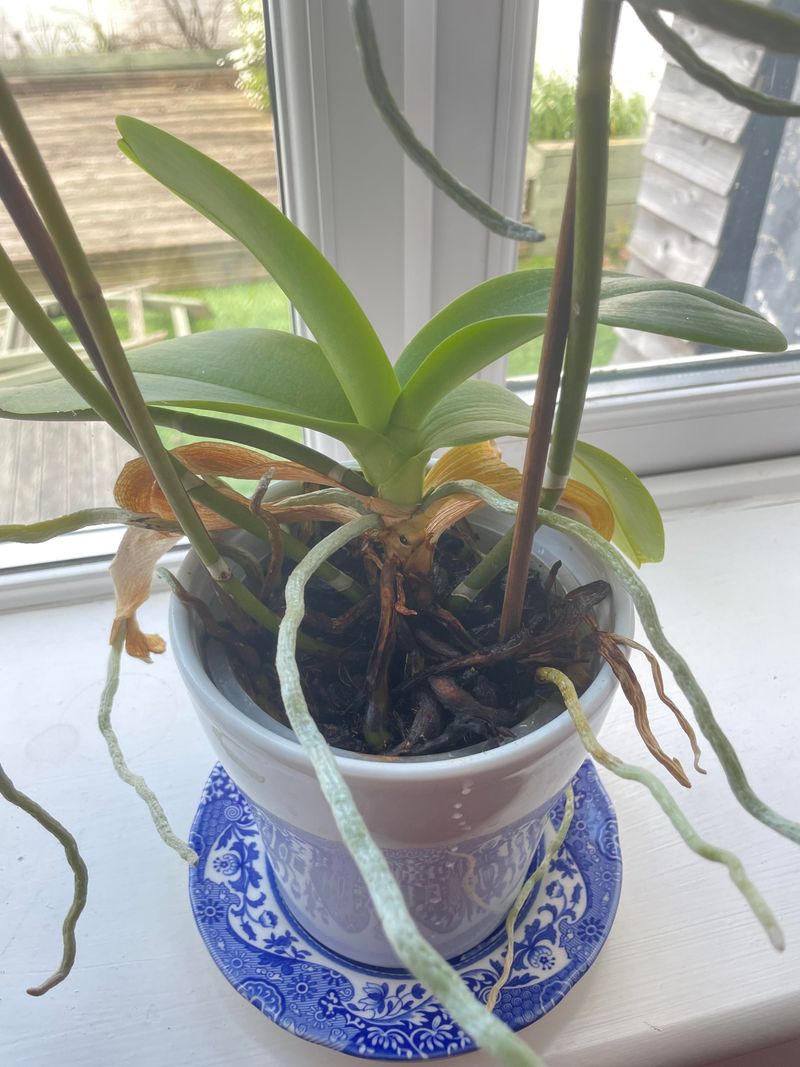 Cutting Away Healthy Roots