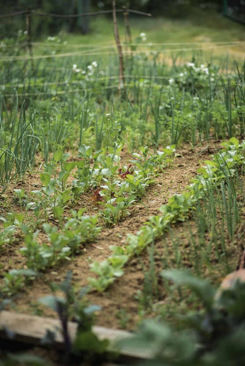 Master the Art of Succession Planting