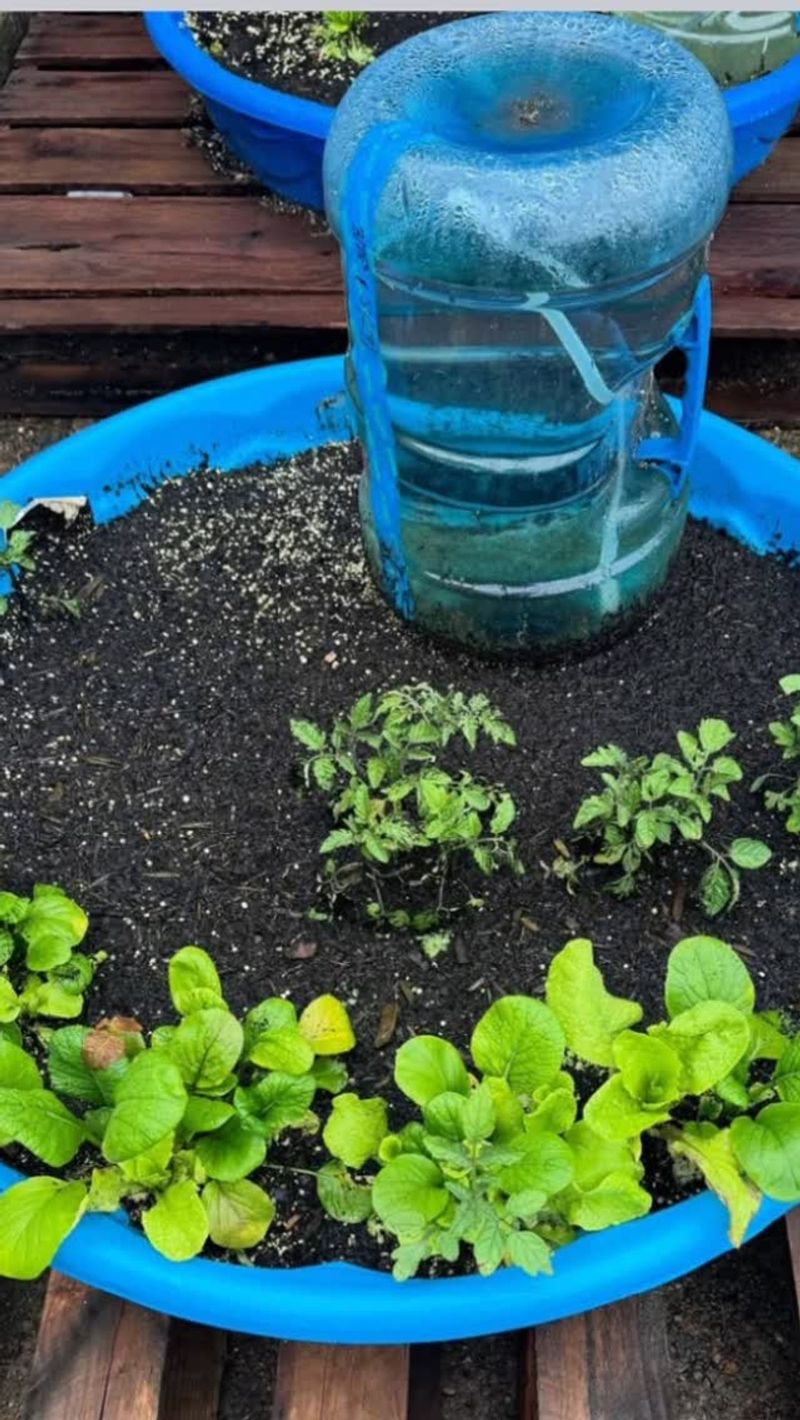 Self-Watering System