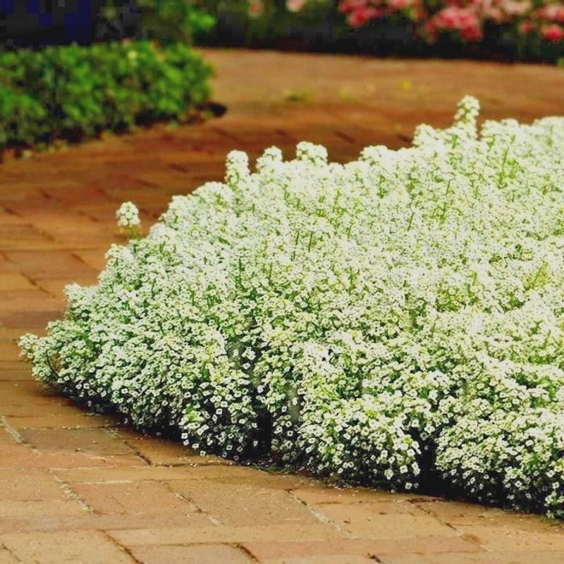 Prolific Sweet Alyssum