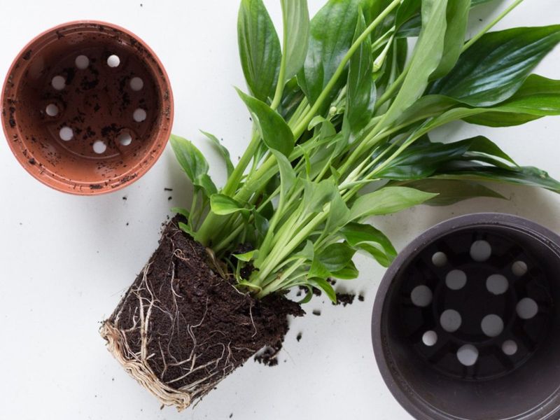 Repot Into Fresh Soil