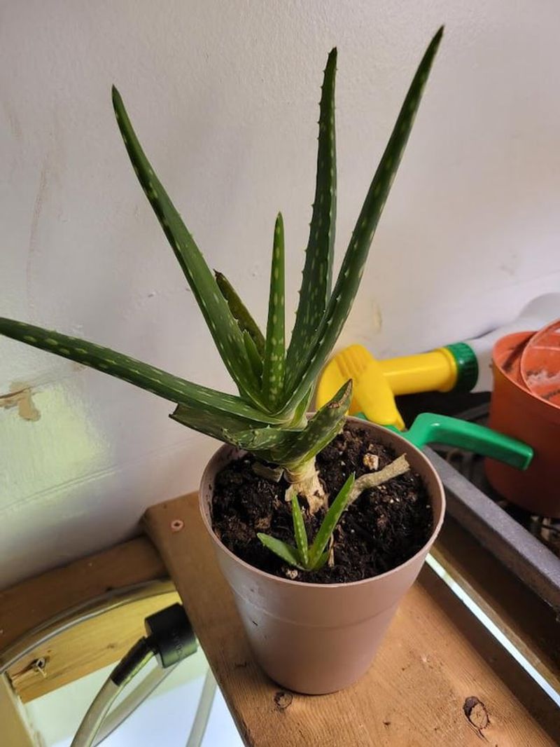 Remove Flower Stalks Early