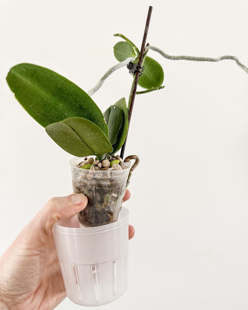 Use Clear Pots For Root Monitoring