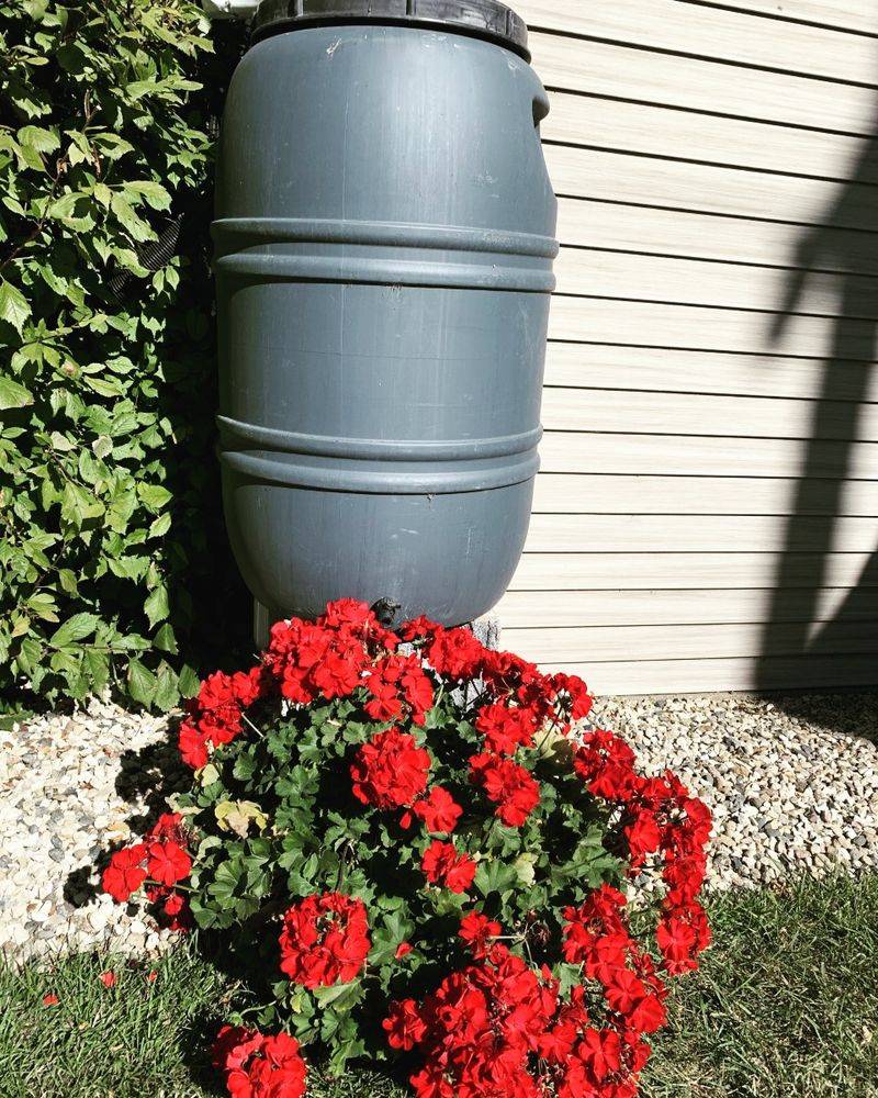 Collect Rainwater