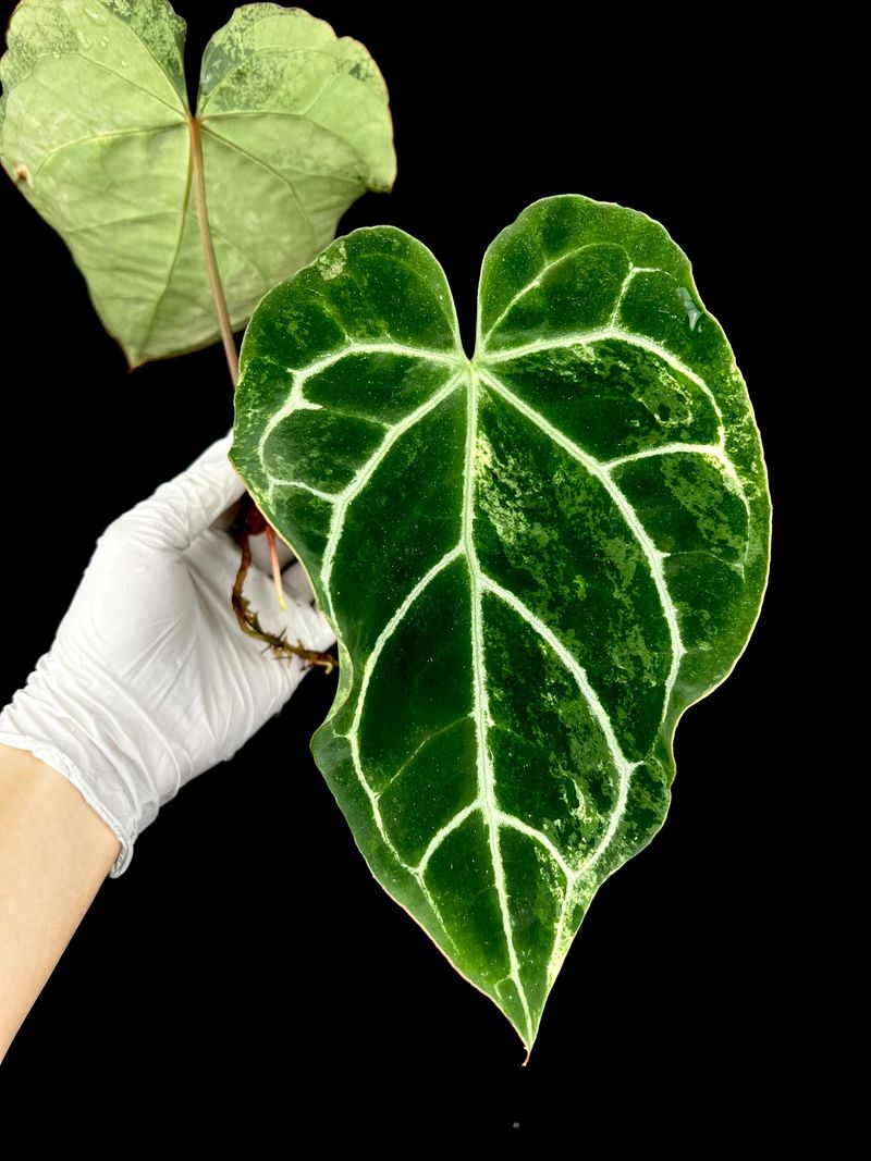 Anthurium Crystallinum Variegated