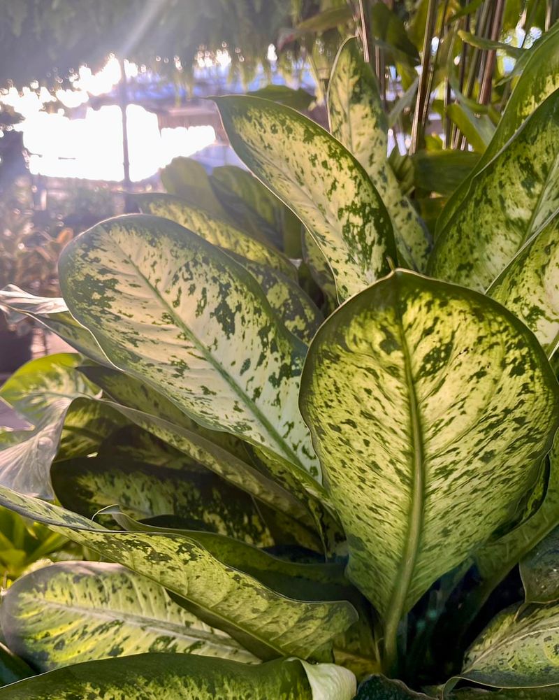 Dieffenbachia