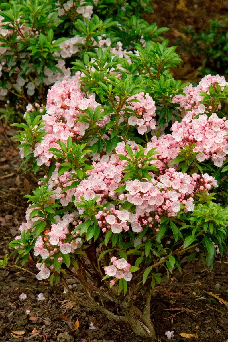 Mountain Laurel: The Woodland Friend