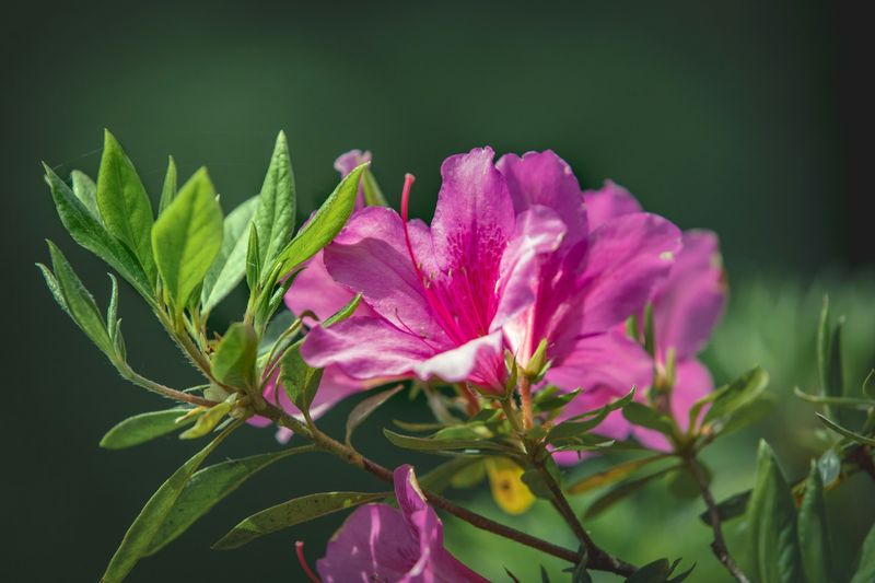 Azaleas - Delicate Spring Beauties