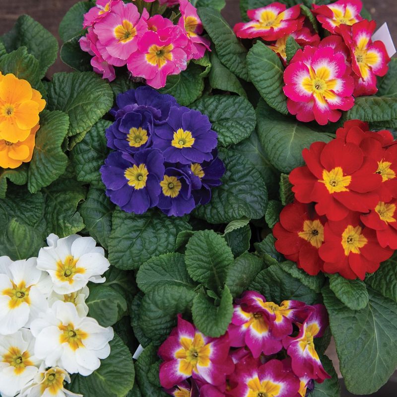 Primrose
