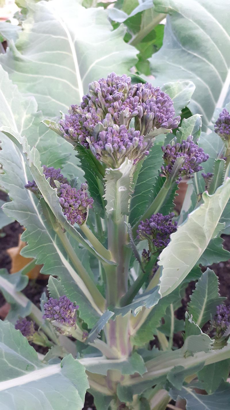 Purple Sprouting Broccoli
