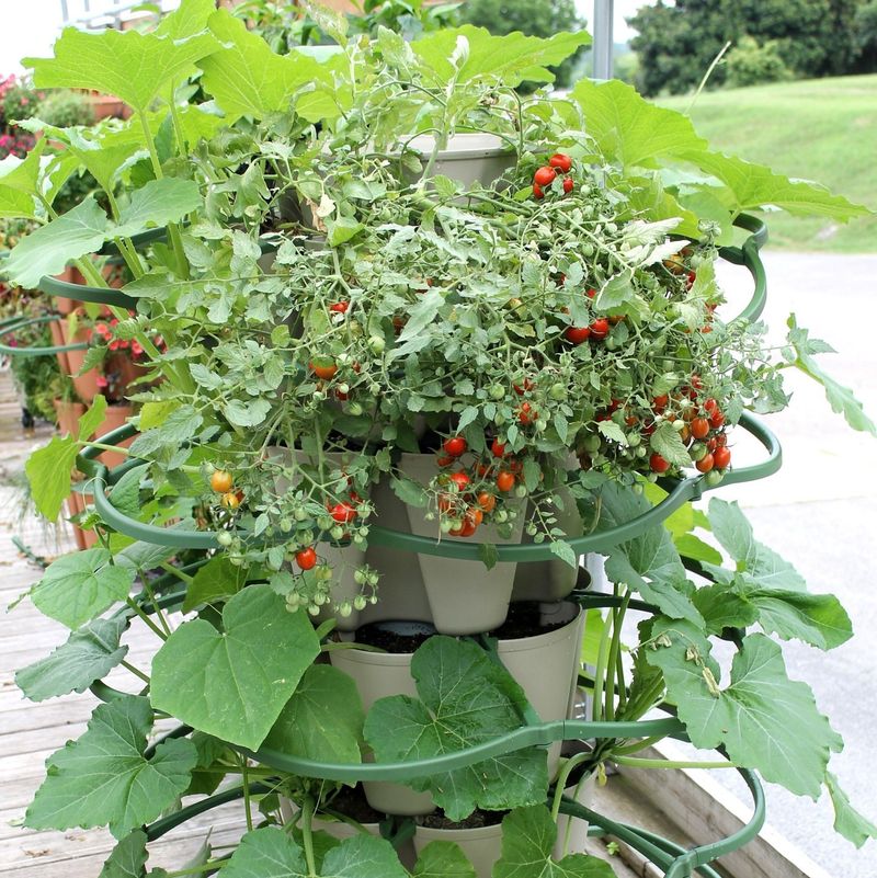 Cherry Tomatoes: Compact Powerhouses