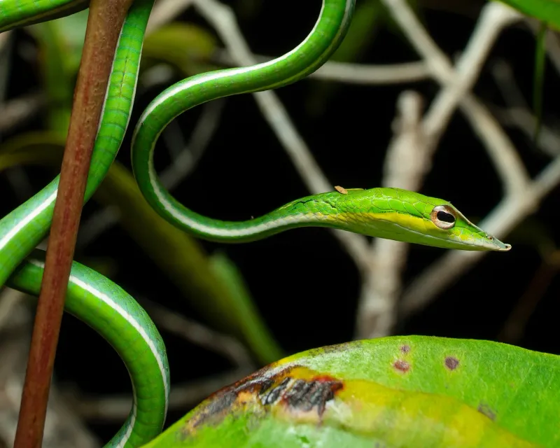 Green Snake: The Living Vine