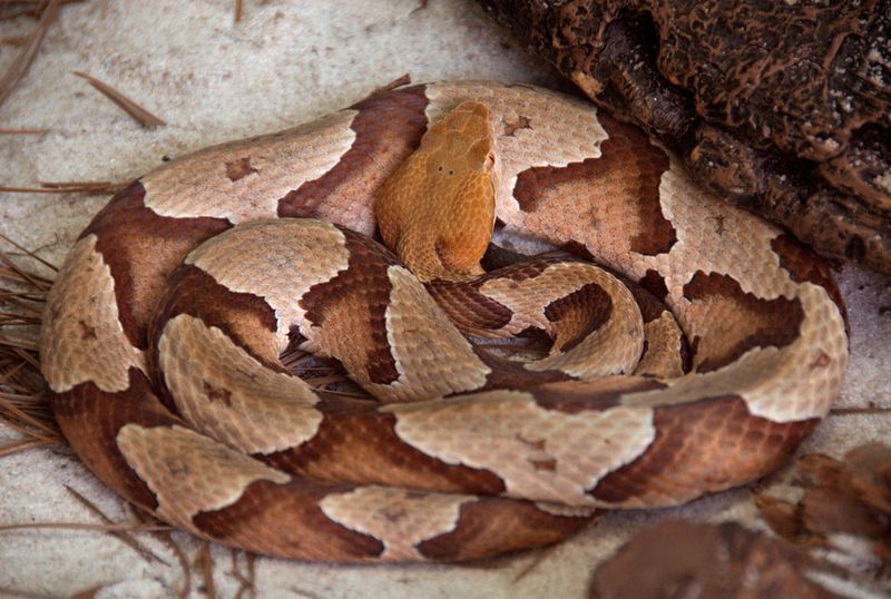 Copperhead