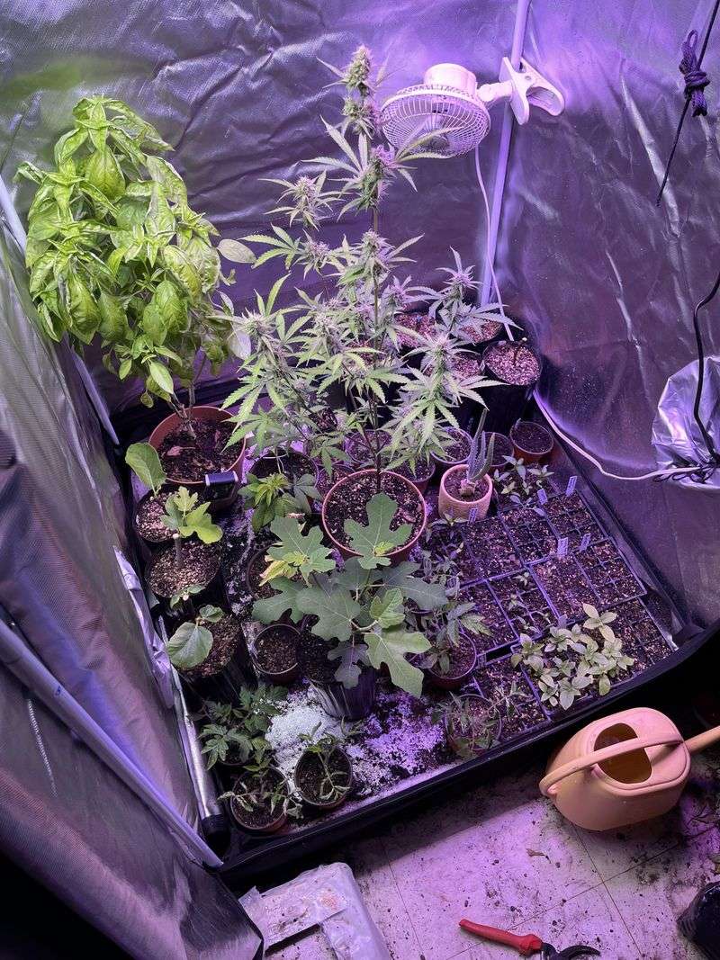 MISTAKE: Over-Fertilizing Tender Herbs