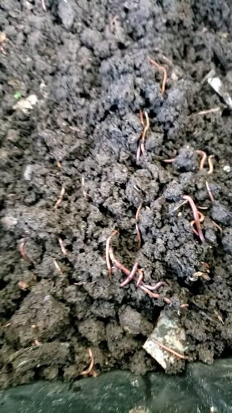 Attracts Earthworms