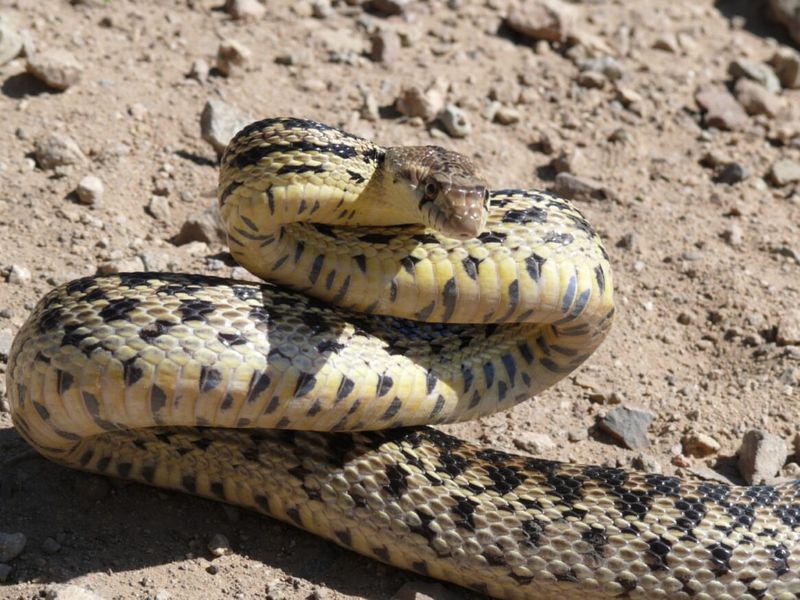 Gopher Snake: The Rattlesnake Mimic