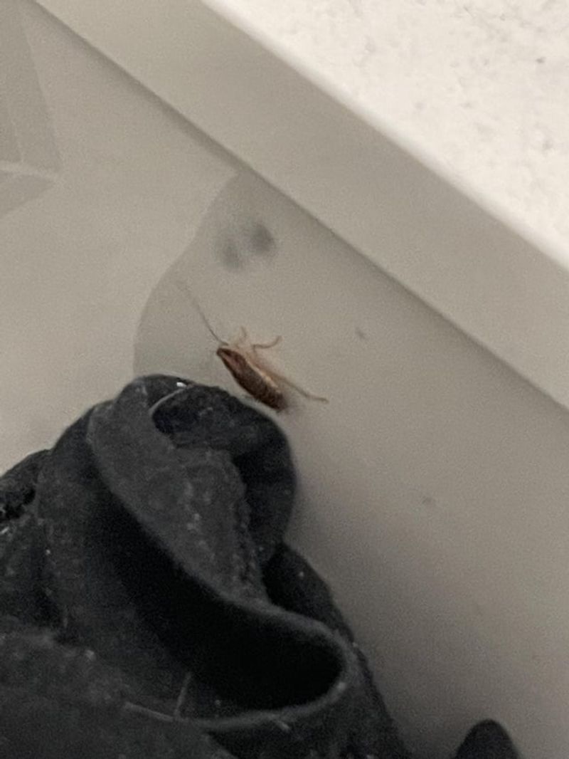 Bathroom Mildew