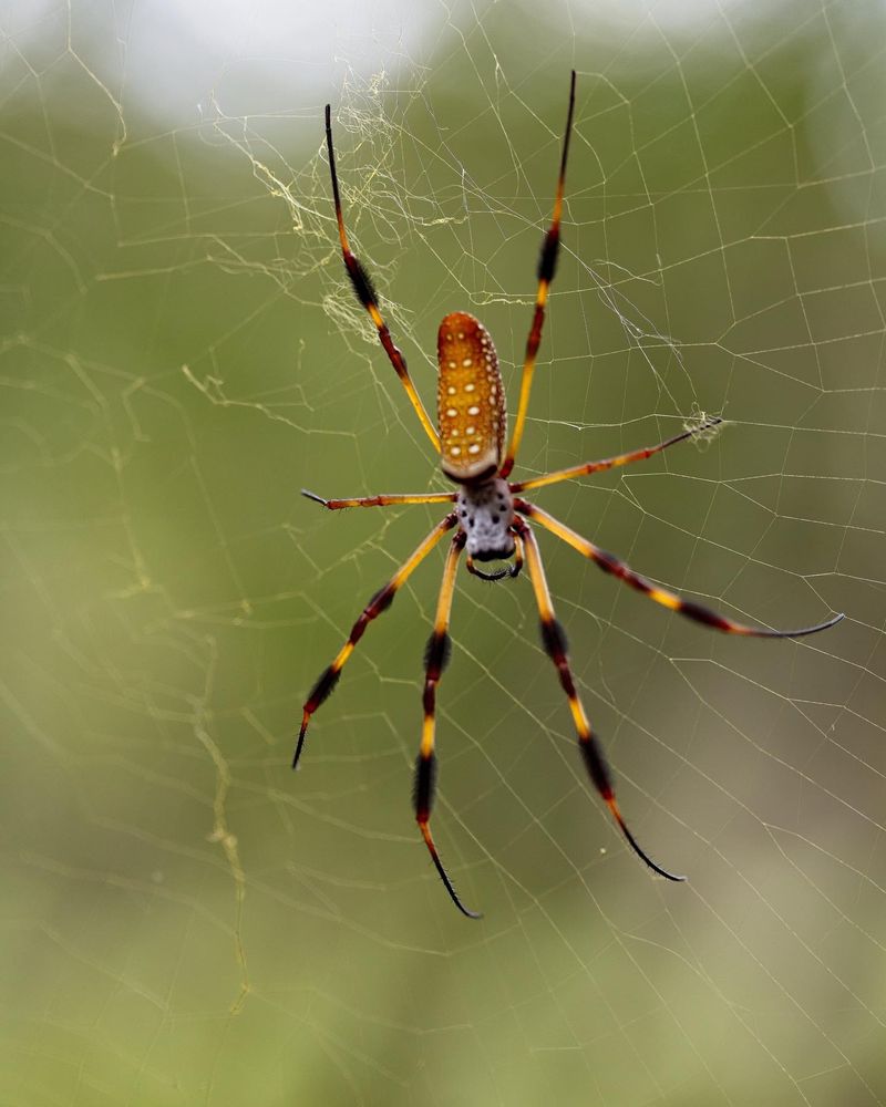 Large Spiders
