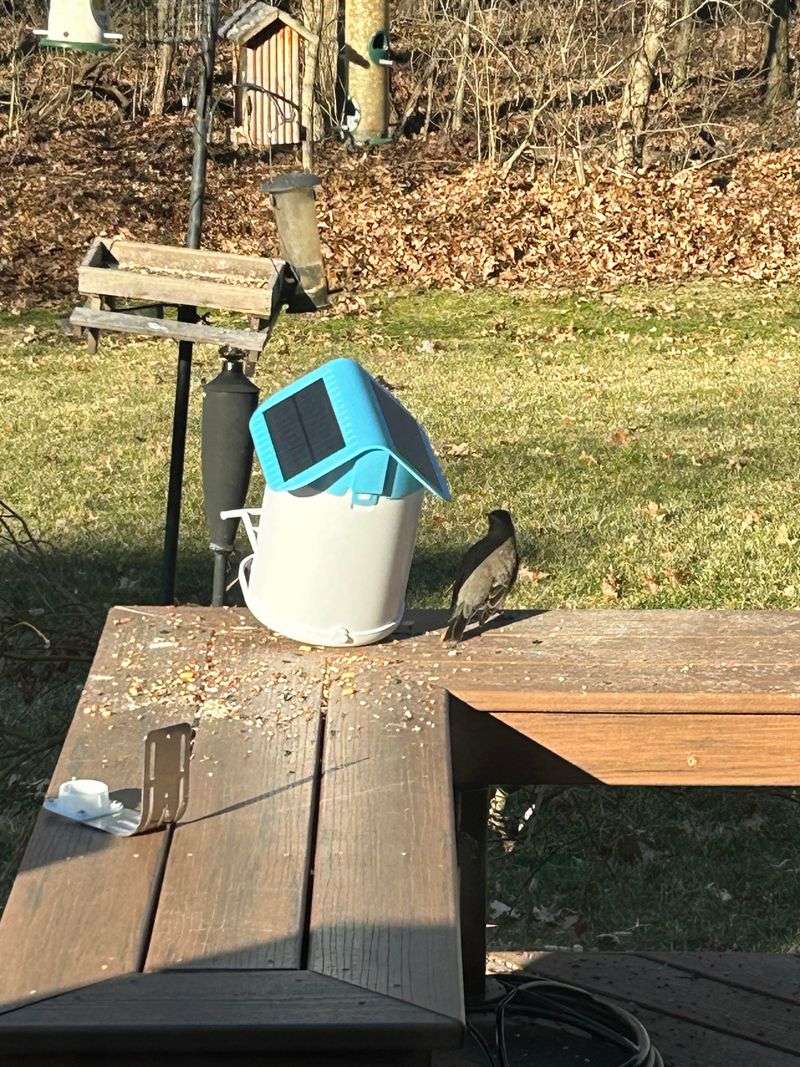 Seasonal Diet Changes Affect Feeder Visits