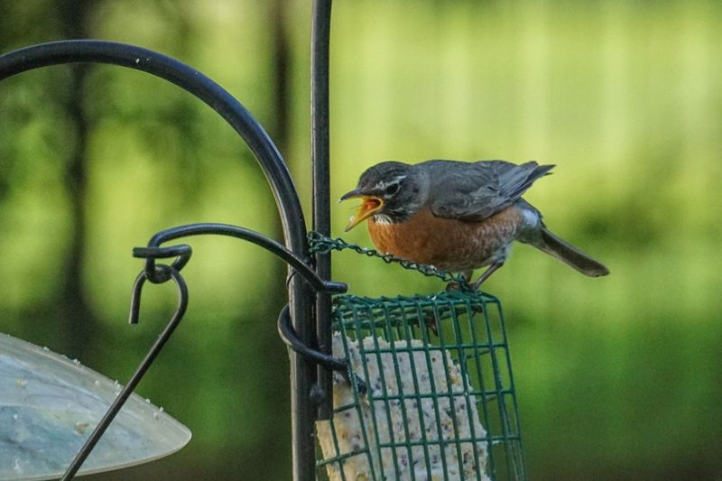 Standard Feeder Designs Don't Accommodate Robins