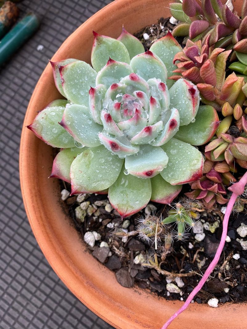 Pest Prevention Protocols