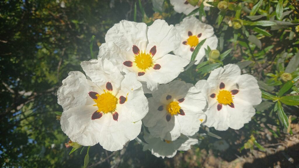 Rockrose