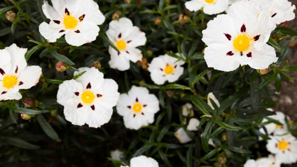 rockrose shrub