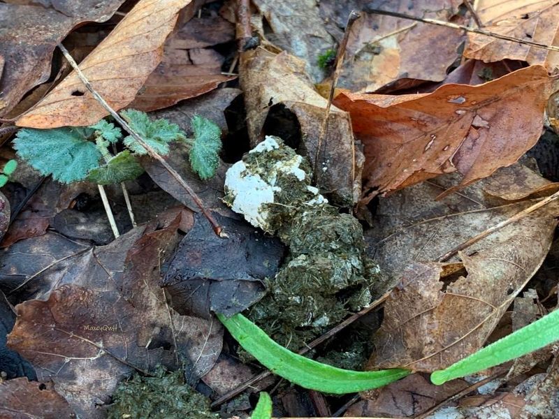 Droppings With Unusual Contents