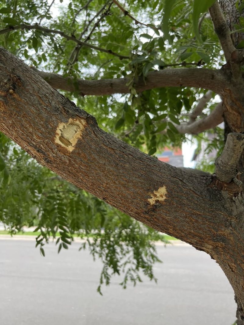 Tree Health Promoters