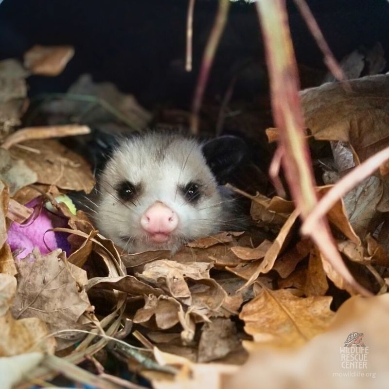 Low-Maintenance Wildlife
