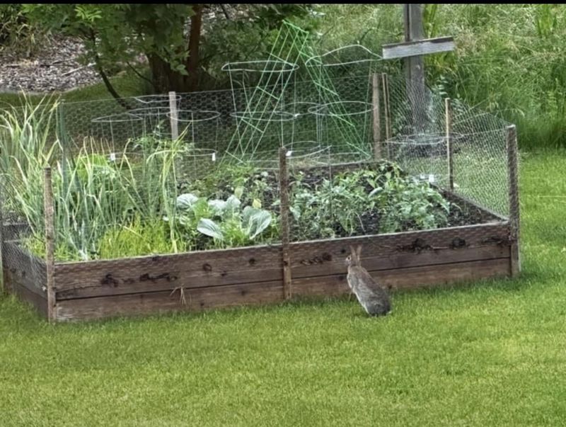 Rabbit Hutches