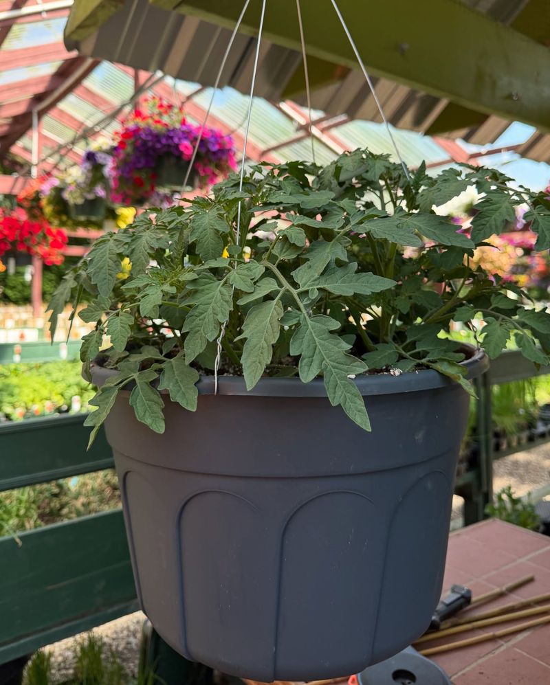 Upside-Down Tomato Buckets