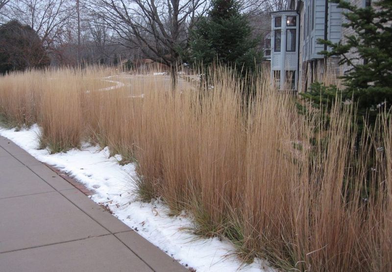 Seed-Producing Native Grasses