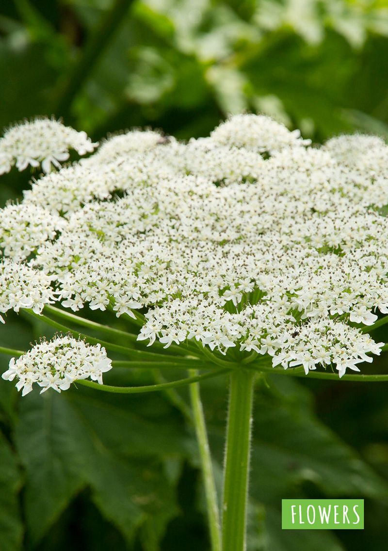 Herbicide Application Methods
