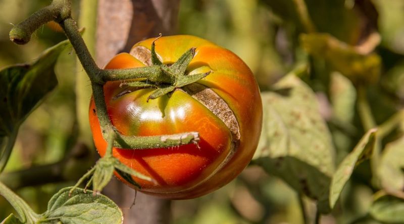 Inconsistent Ripening Patterns