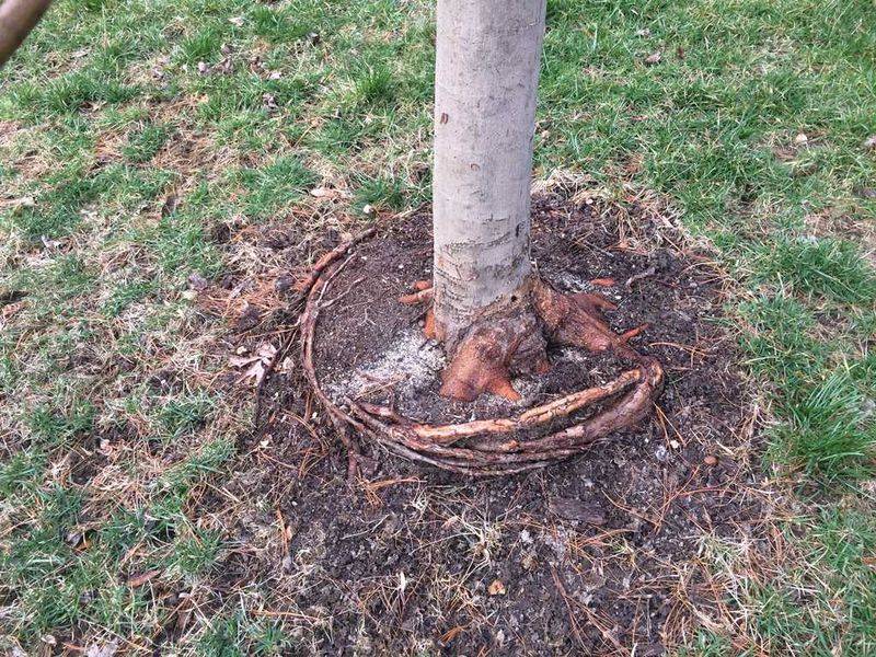Stem Girdling Roots