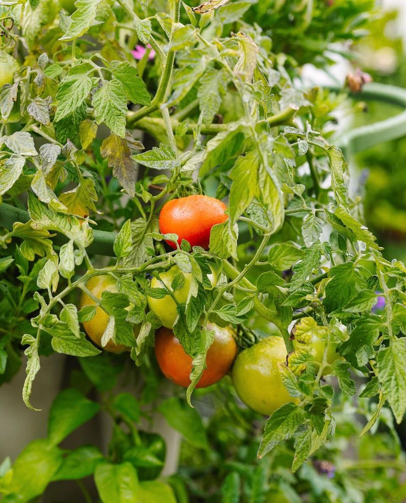 Vertical Growing Support System