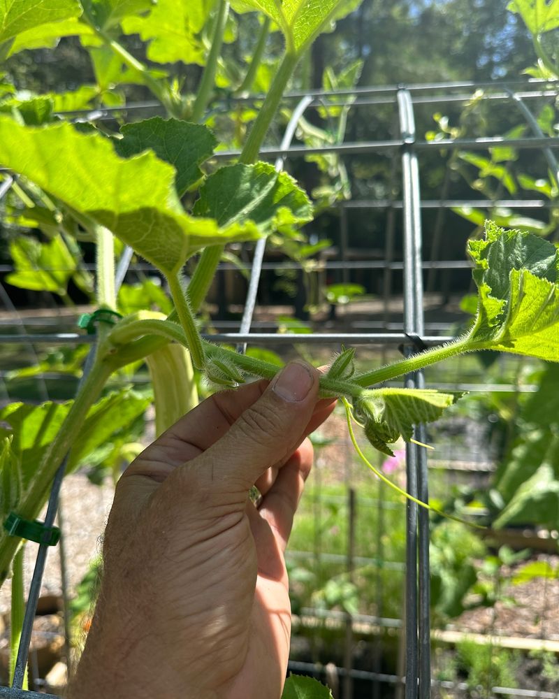 End-Of-Season Terminal Pruning