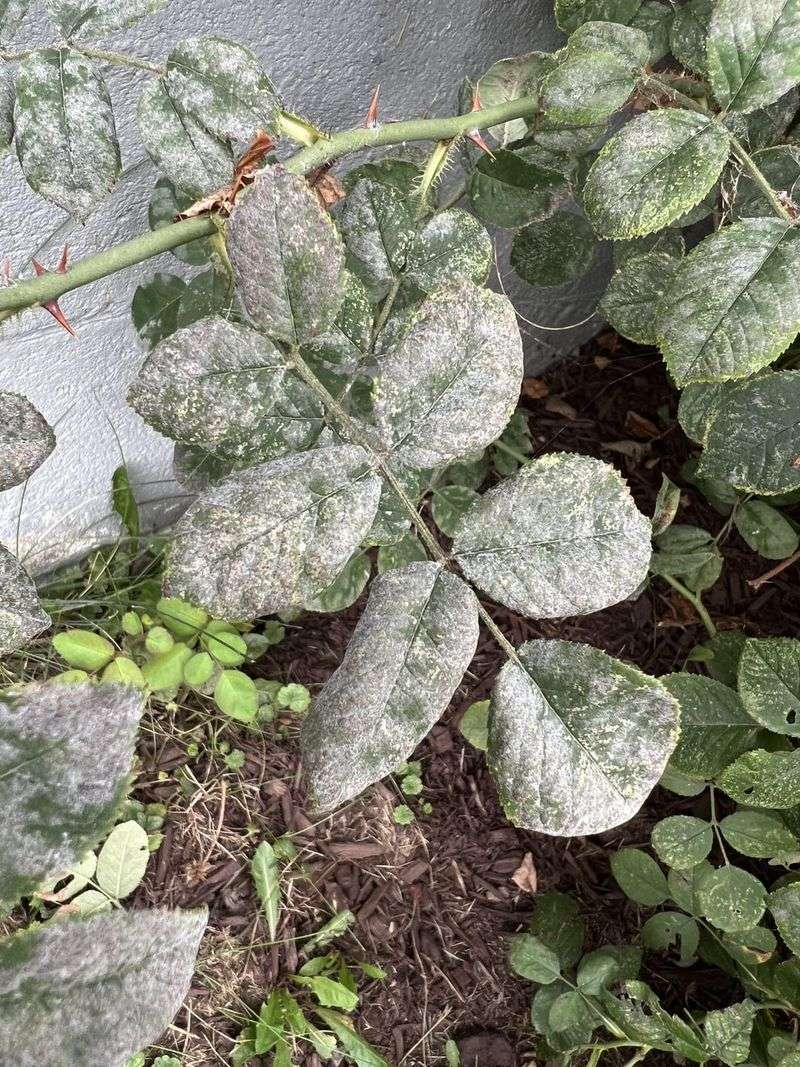 Morning Watering Schedule Reduces Fungal Risks