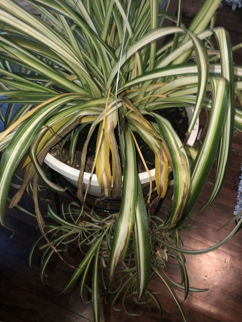 Overwatering