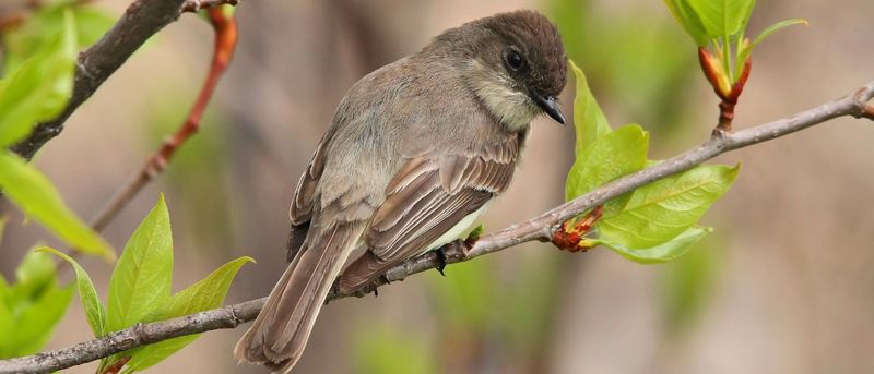Eastern Phoebe
