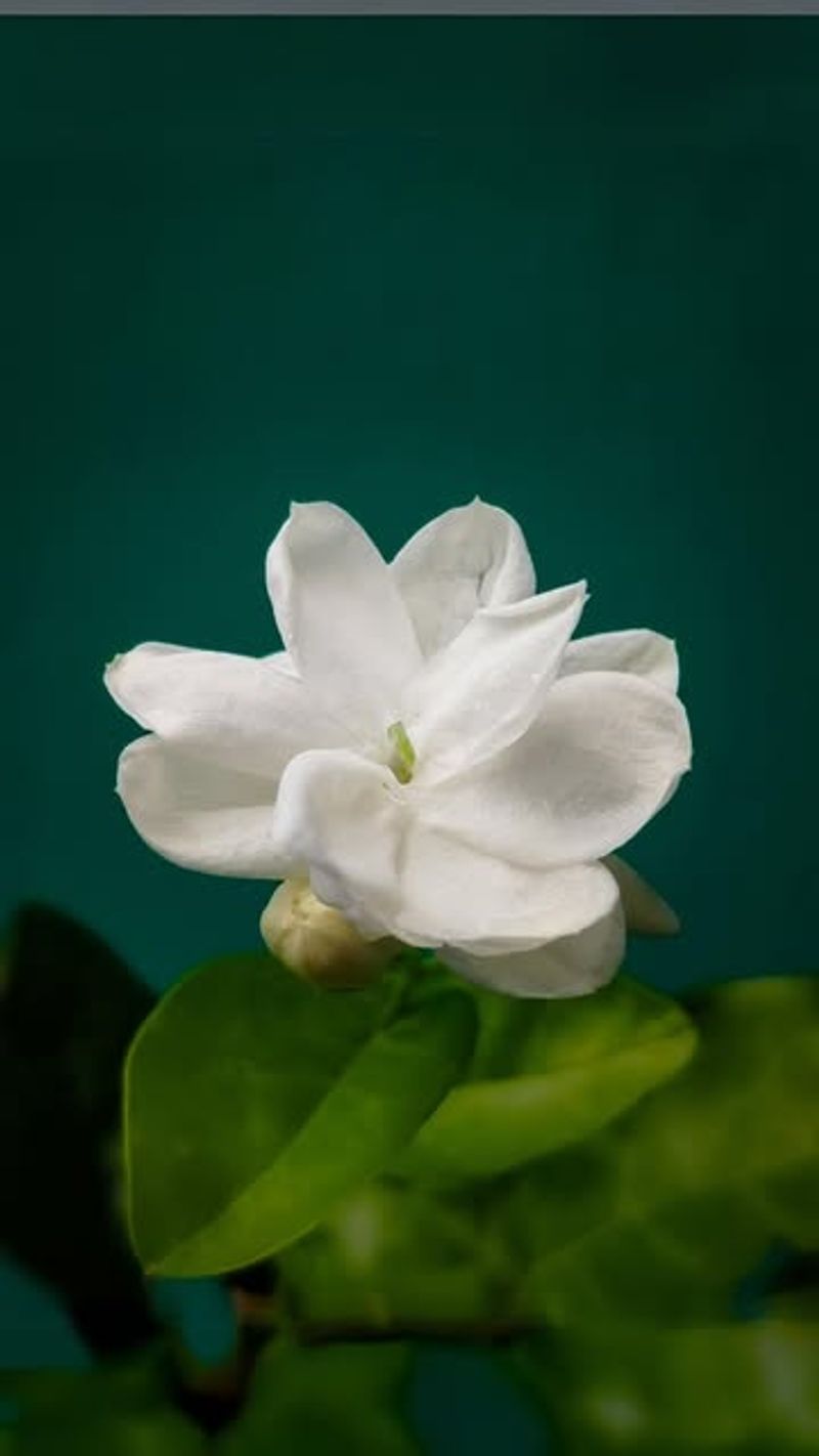 Jasmine: Moonlit Intuition