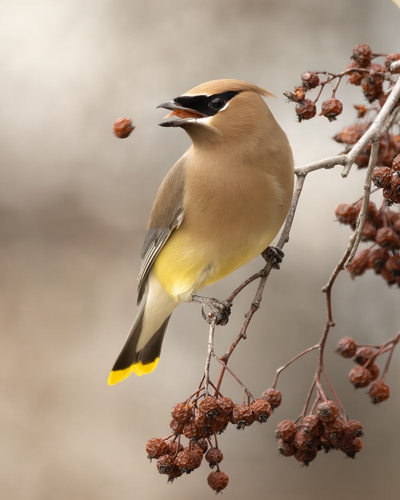 Cedar Waxwing