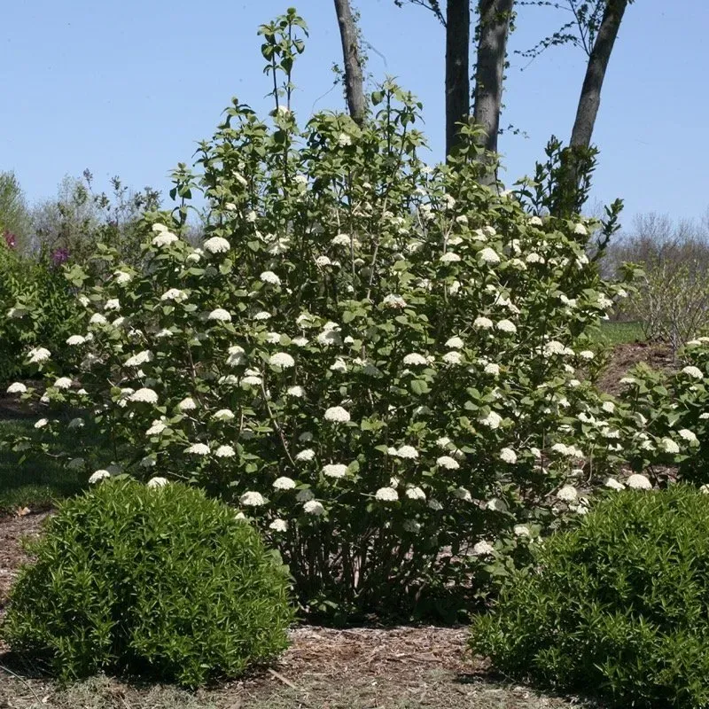 Viburnum: The Moisture Competitor