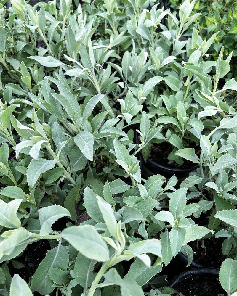 Sage