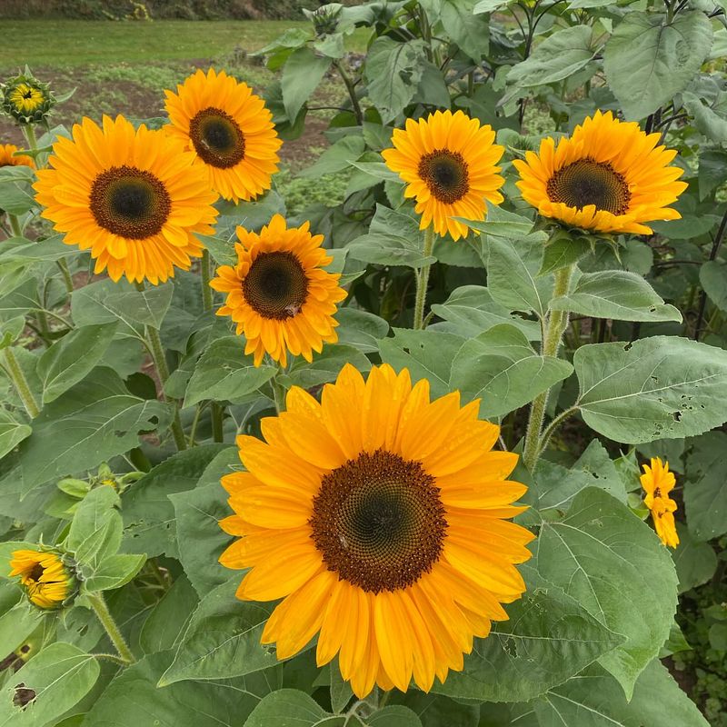 Sunflowers