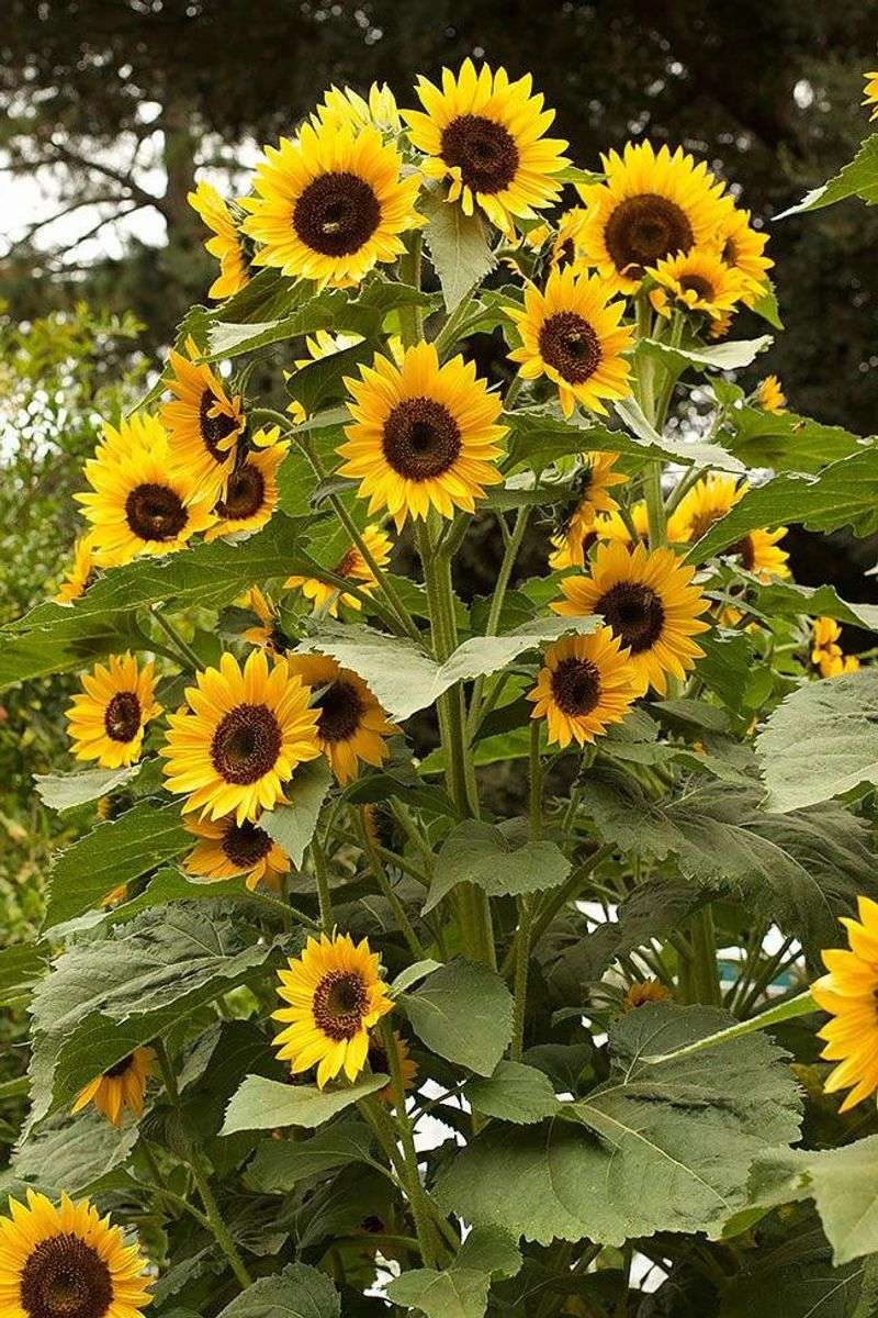 Sunflowers