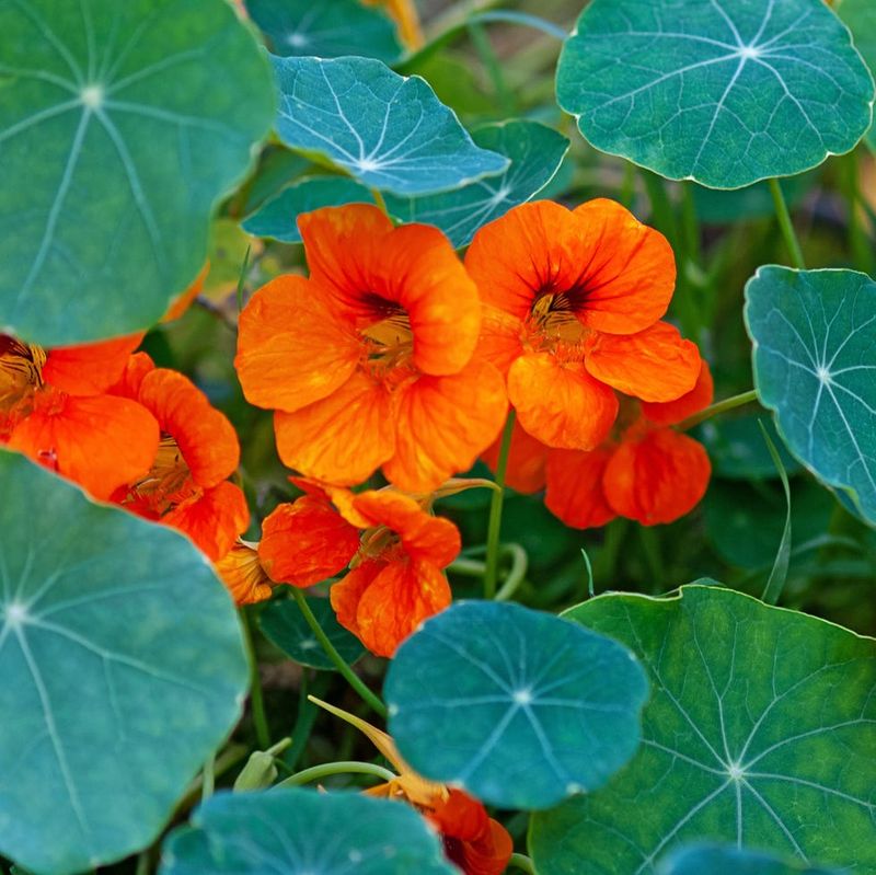 Nasturtium