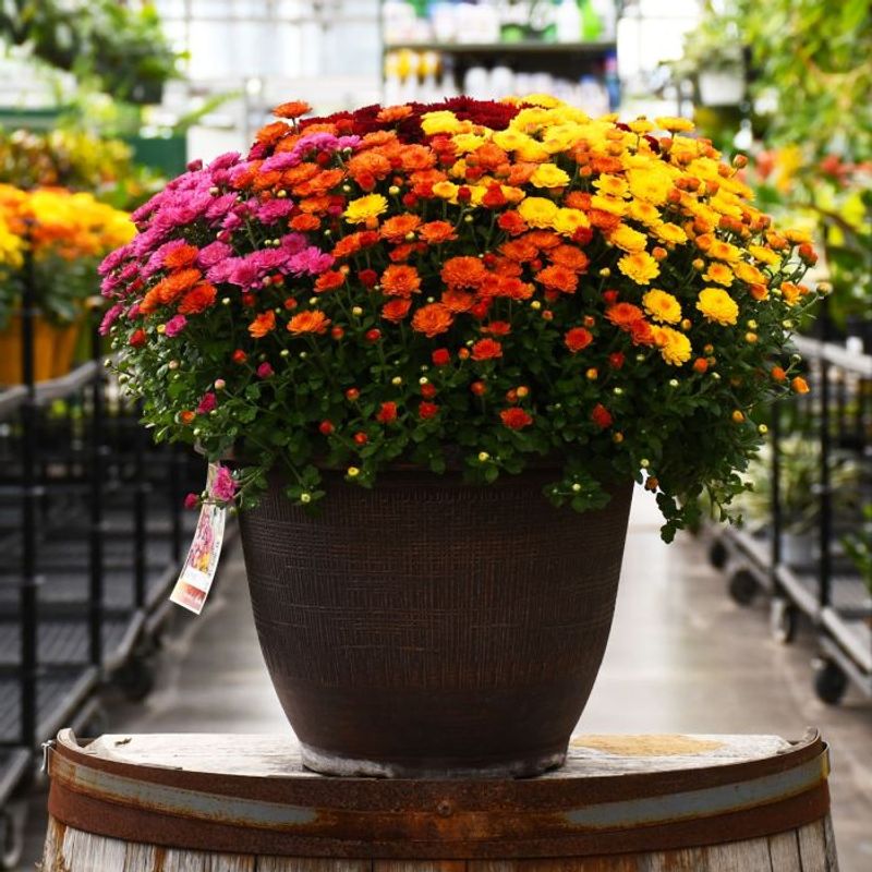 Chrysanthemums