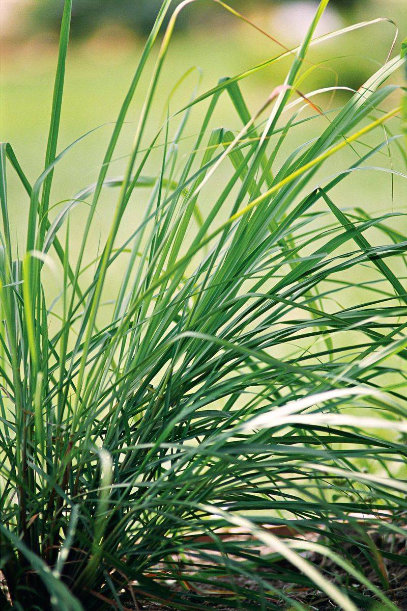 Lemongrass